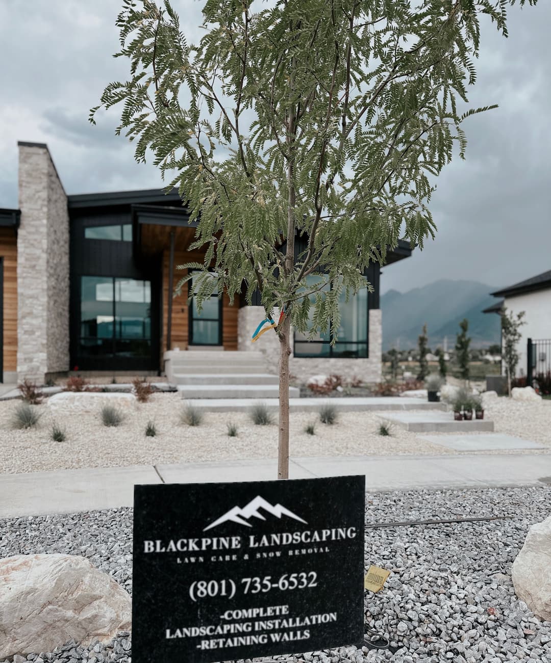 Young tree in front of modern home, with Blackpine Landscaping sign displaying contact information.